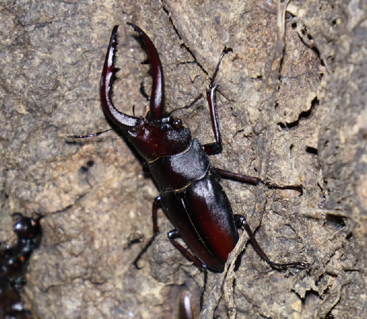 ノコギリクワガタ♂_No．4のクヌギ_クワガタ達のオアシス _2023年6月19日20時気温22度